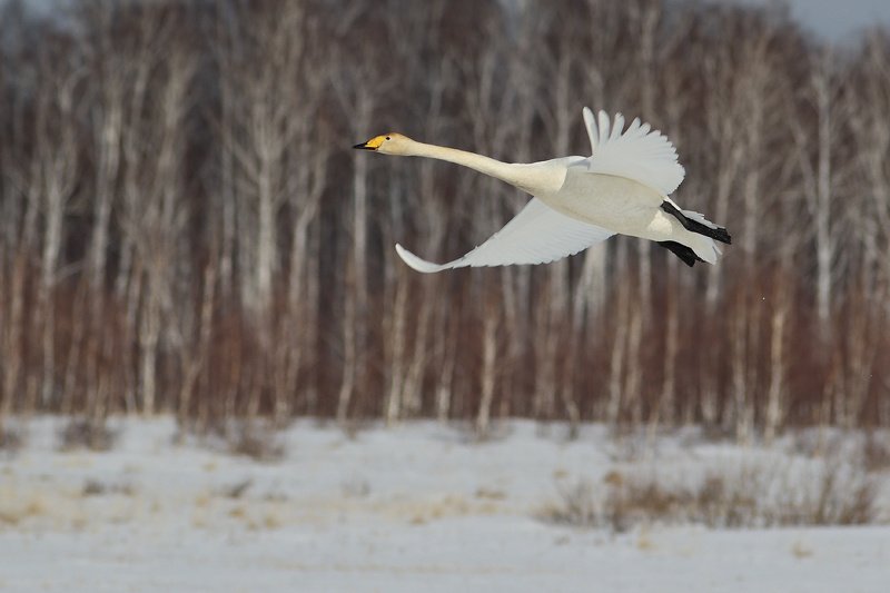 Мартовская photo preview