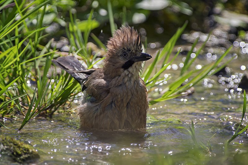 Сойкаphoto preview