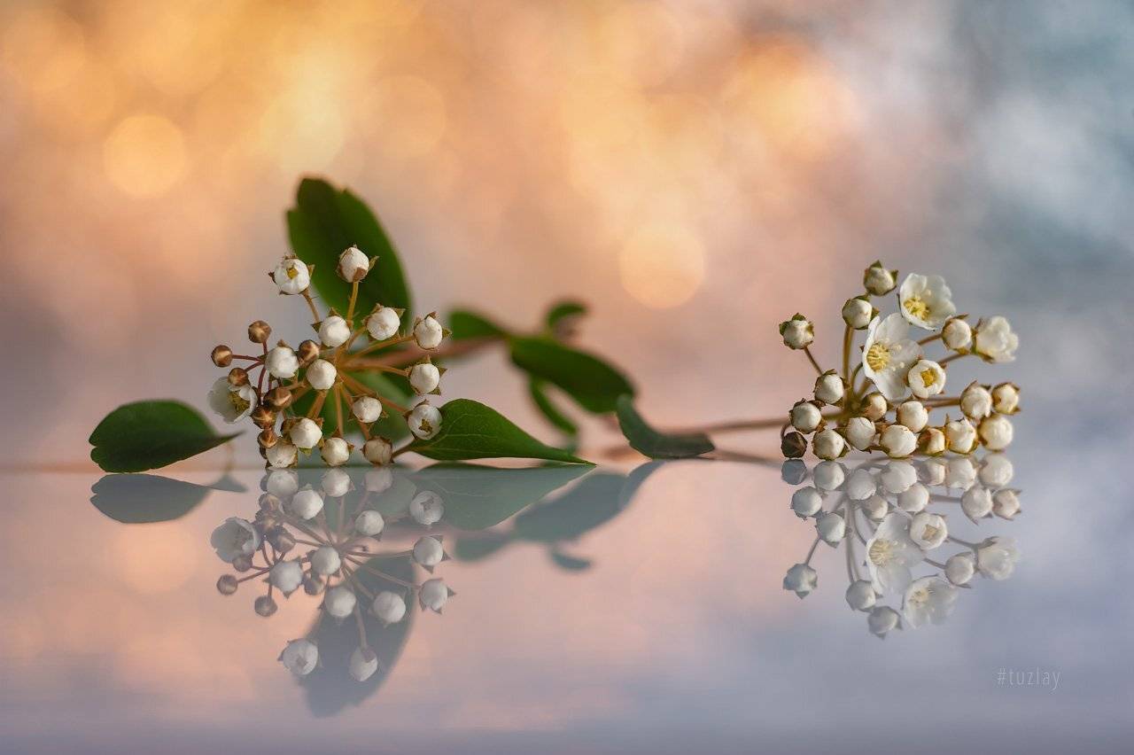 "Спиреятический" сеанс фантазии. Автор: Владимир Тузлай спирея, невеста, листки спиреи, цветок спиреи, лепестки спиреи, бутоны спиреи, гелиос 44, Владимир Тузлай