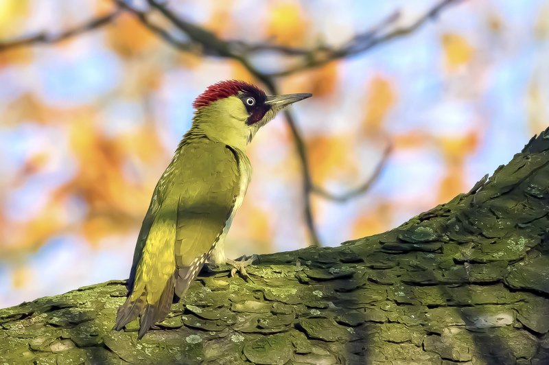 European green woodpeckerphoto preview