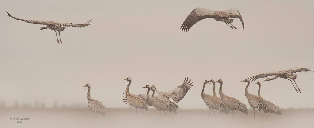 Я сегодня до зари встану.... Автор: Валерий Субачев , Валерий Субачев