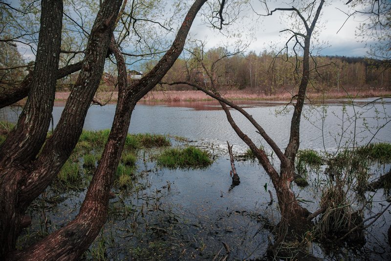 пейзаж, деревья, лес, весна, май, подмосковье, королев, клязьма, день, река р.Клязьмаphoto preview