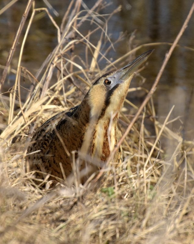 листопад Весна идетphoto preview