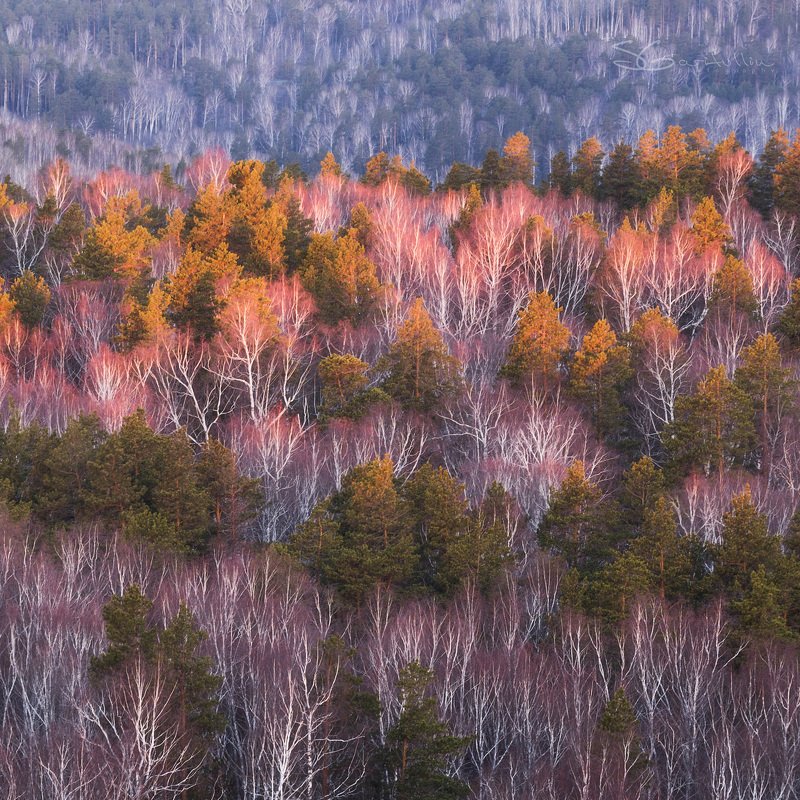 Урал Лес, проснисьphoto preview