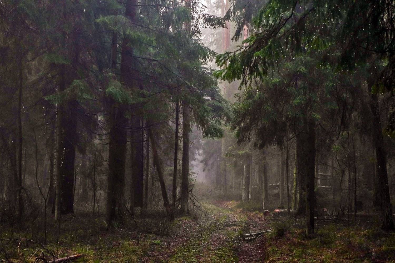 After the may rain. Автор: Валерий , Валерий