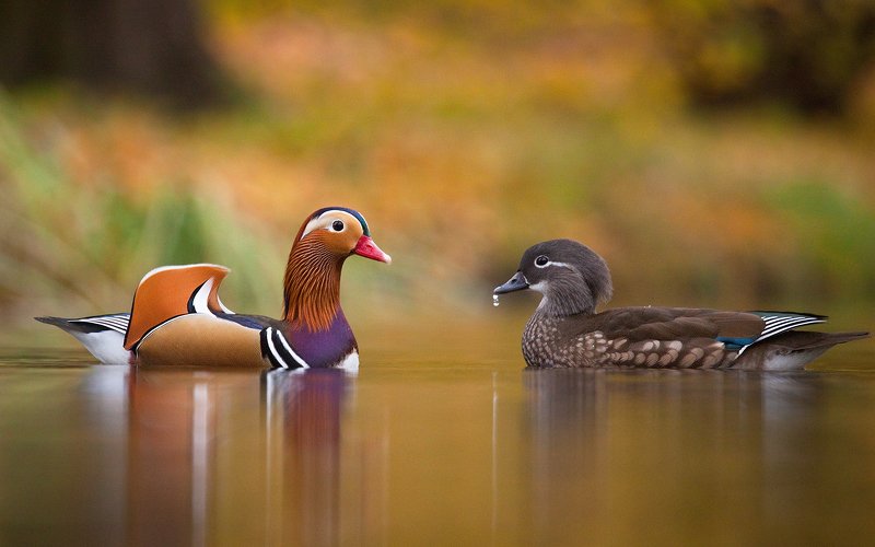 Mandarin duckphoto preview