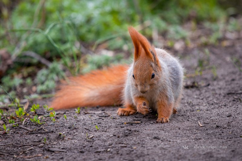 squirrel, forest, hike, nature, animals, spring Forest beautyphoto preview
