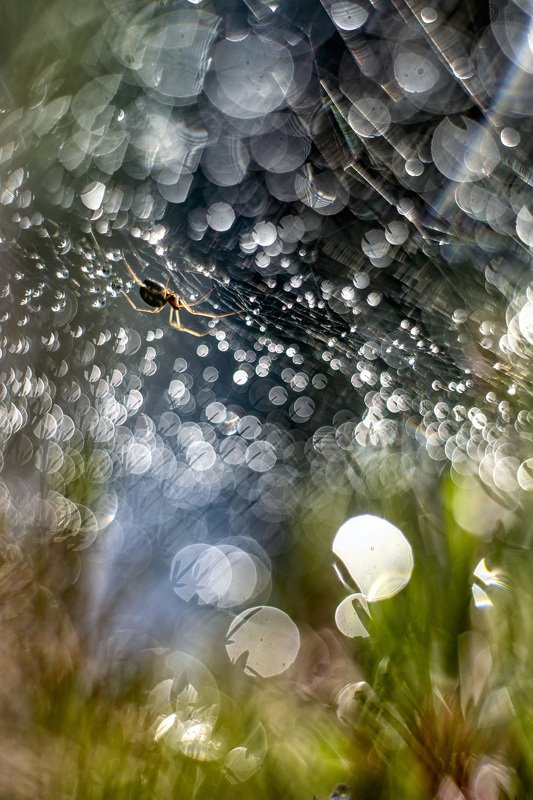 macro, spider, web, bokeh, vintage lens, nature, abstract Cosmosphoto preview