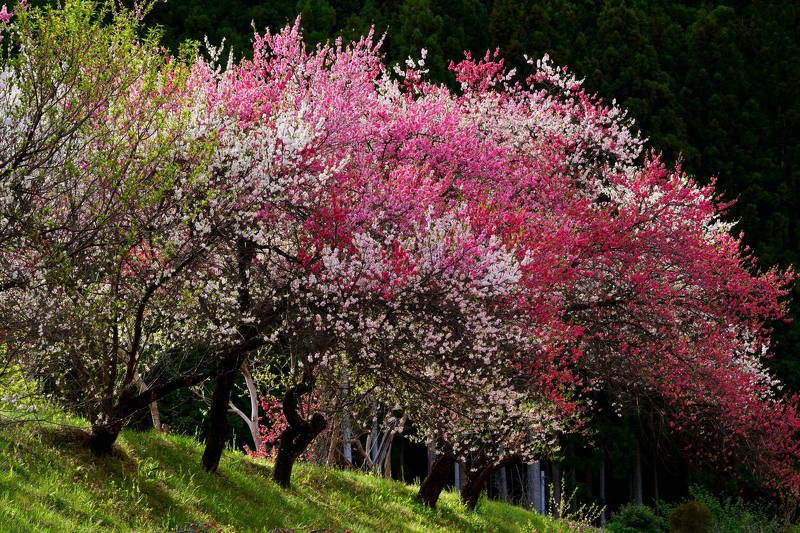 japan, nagano, peach, flower, red, pink, white, three colors, spring, wind, petal, falling petals, beautiful, colorful, Red, pink and white peach treesphoto preview