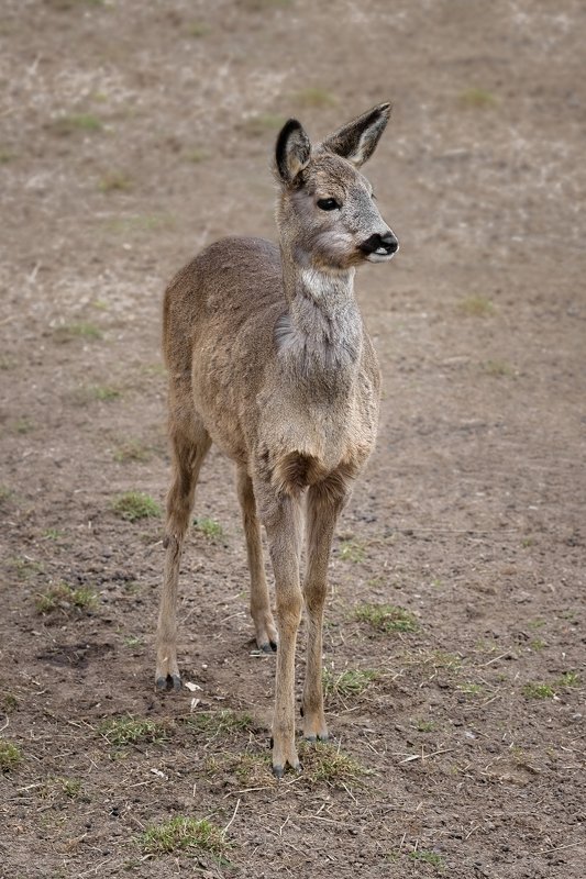wild, wildanimal, wildanimals, wildlife, wildlifephotography, wild_animal,tiger, wildanimalphotography, беларусь,минский зоопарк,deer, косуля ,minsk zoo, belarus European roe deer фото превью