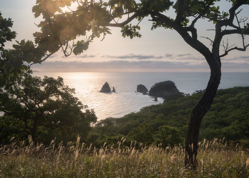 Quercus Dentataphoto preview