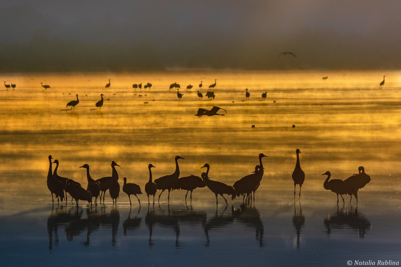 утро,рассвет,туман,природа,птицы,журавли,силуэты,отражения,золото,настроение,озеро,животные Журавушки в золотом тумане...photo preview