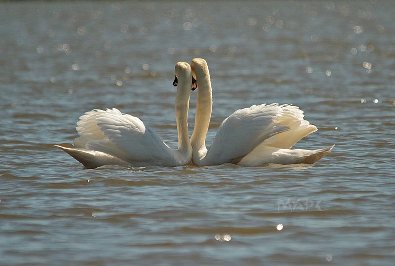 животные птицы весна лебеди-шипуны пара Параphoto preview