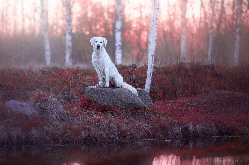 животные, фотограф анималист, собака, petsphotography, animal, закат, природа На закатеphoto preview