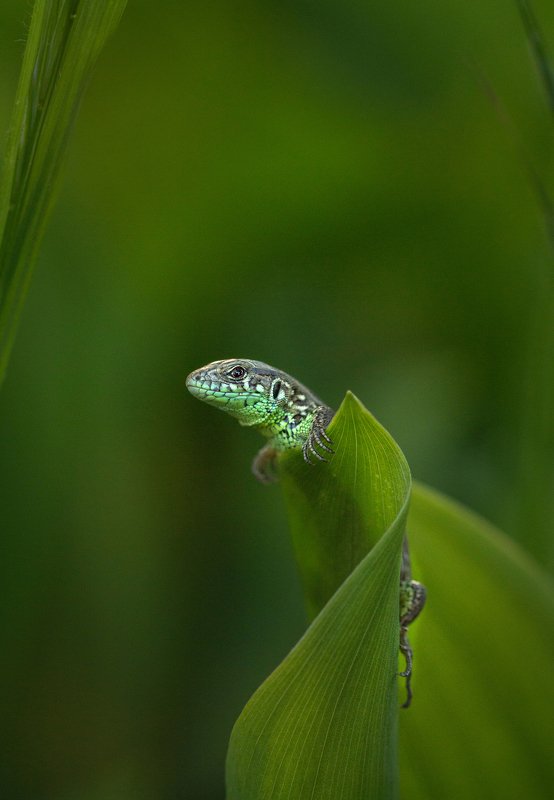 Малыш ящерицыphoto preview