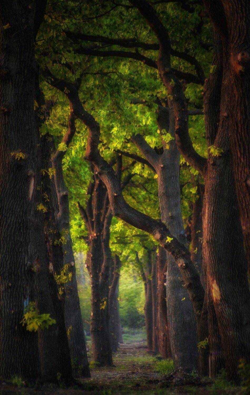Дуб. Автор: Павел Сагайдак , Павел Сагайдак