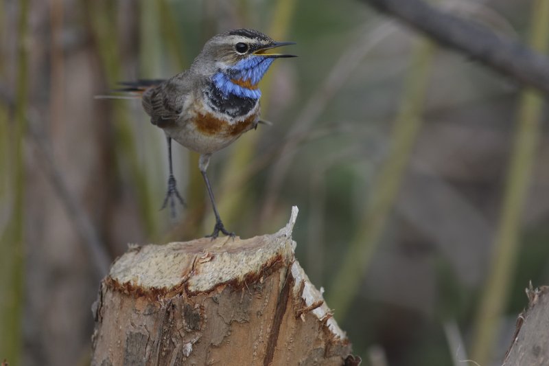 На сцене сделанной бобром.photo preview
