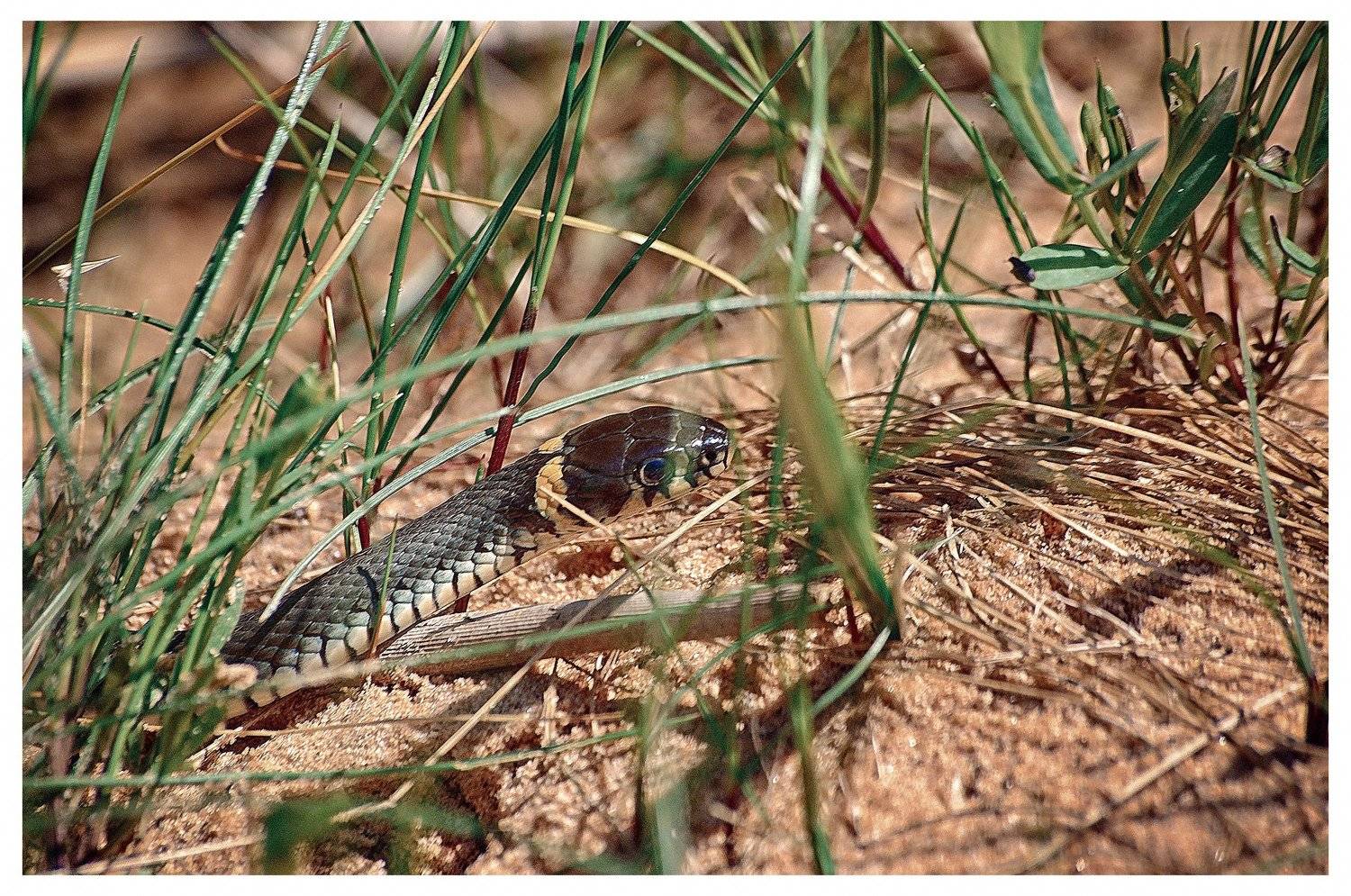 ***. Автор: Viktor , Viktor