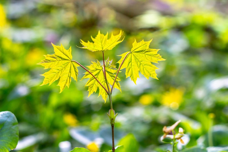 клён, весна, листья, лес photo preview
