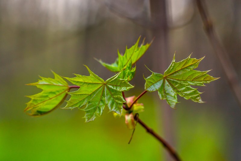 клён, весна, листья, лес photo preview