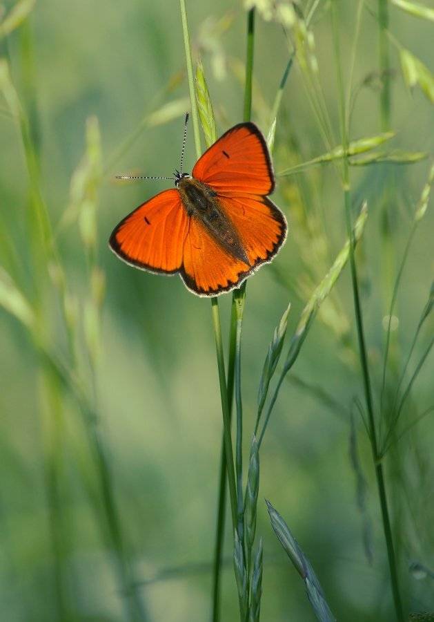 Бабочка, Чепленко Алексей
