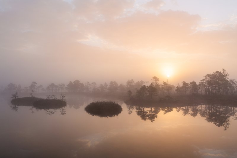 bog,marsh,swamp,lake,sunrise,forest,landscape,fog, Returnphoto preview