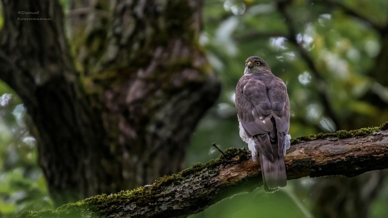 ястреб, перепелятник, птицы, фотоохота Лесная стражаphoto preview