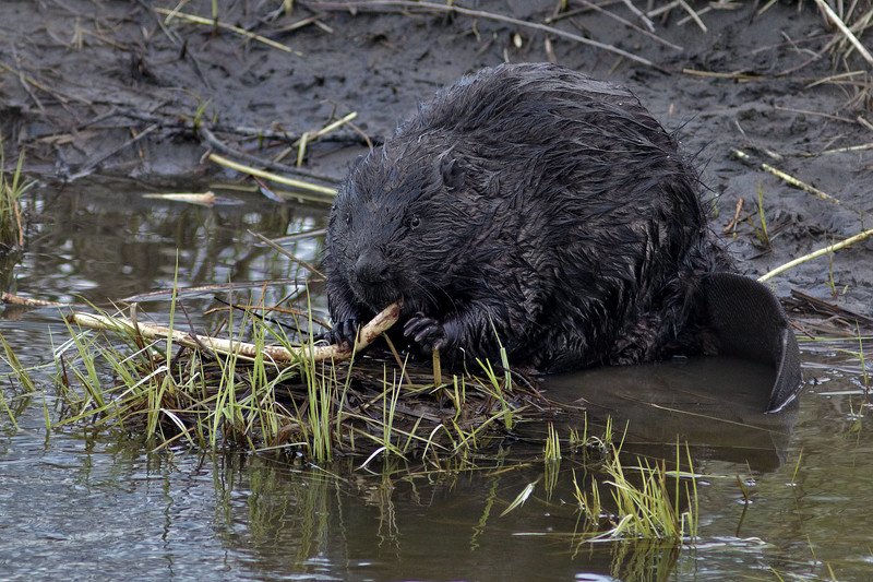 Не крабовая палочка.photo preview