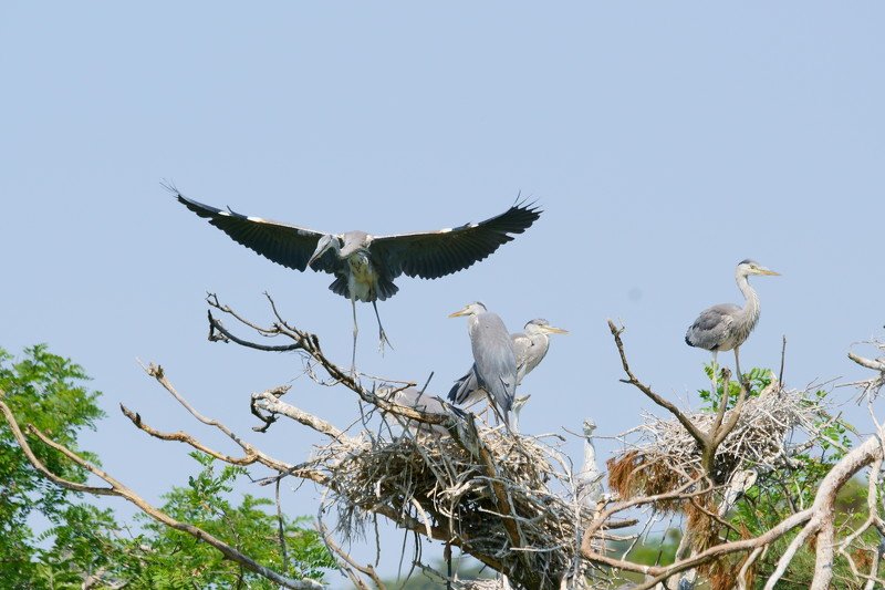south korea, chungcheongnamdo, spring, bird, heron, wing, animal, tree, graceful, flying, Heron\'s graceful movementphoto preview