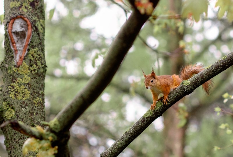 белка, природа, весна,  hellophoto preview
