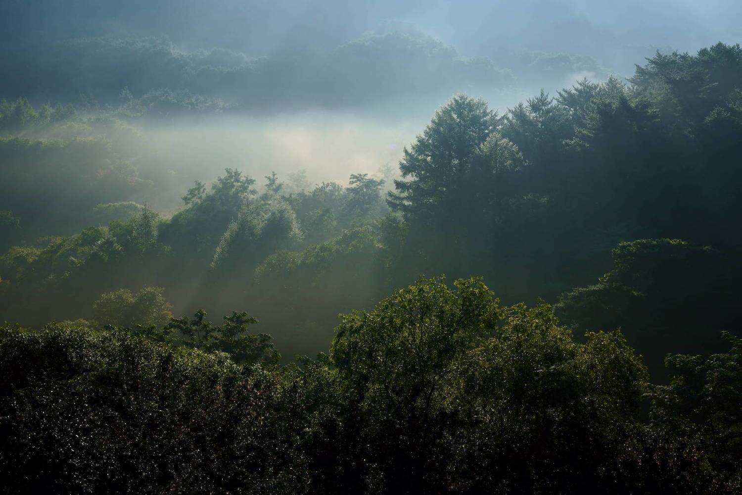 south korea, gangwondo, autumn, mountain, nature, morning, rime ice, fog, forest, mist, woods, Shin