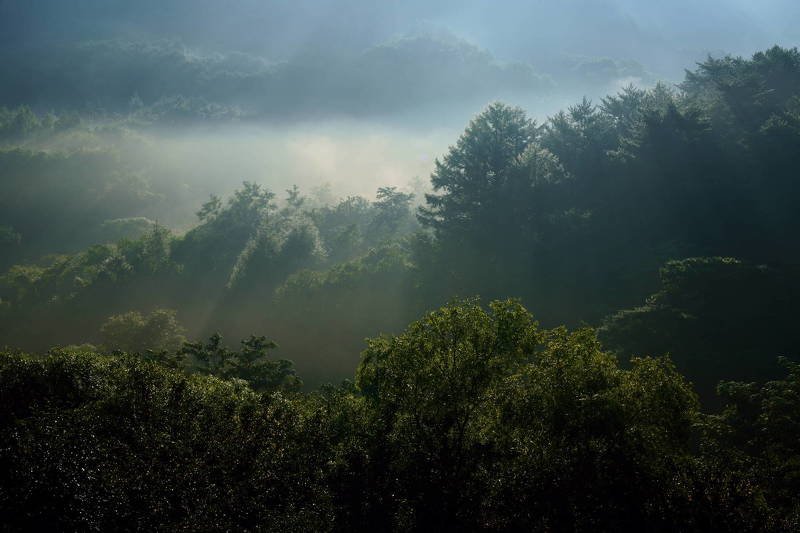 south korea, gangwondo, autumn, mountain, nature, morning, rime ice, fog, forest, mist, woods Mist in the forestphoto preview