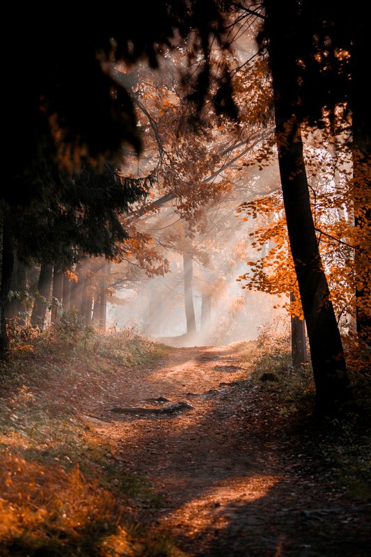 Утренний лесphoto preview