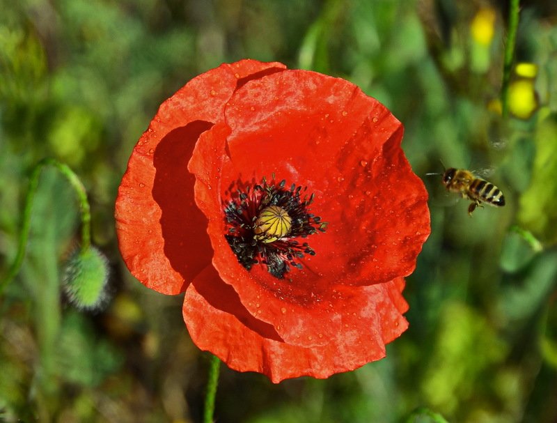 весна. май, маки На свидание с вкусно-преКрасным фото превью