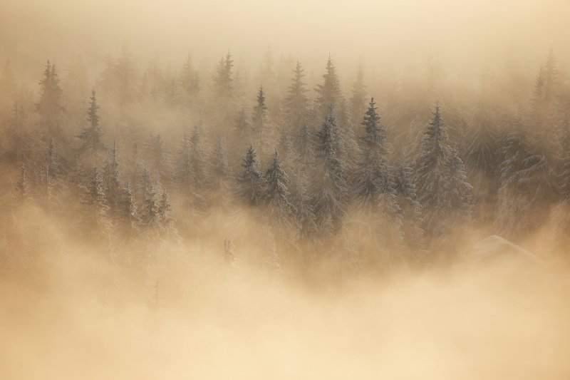 winter, trees, blizzard, snow, landscape, travel, nature, mountain, romania, cold, sunrise, fog Dream Morningphoto preview
