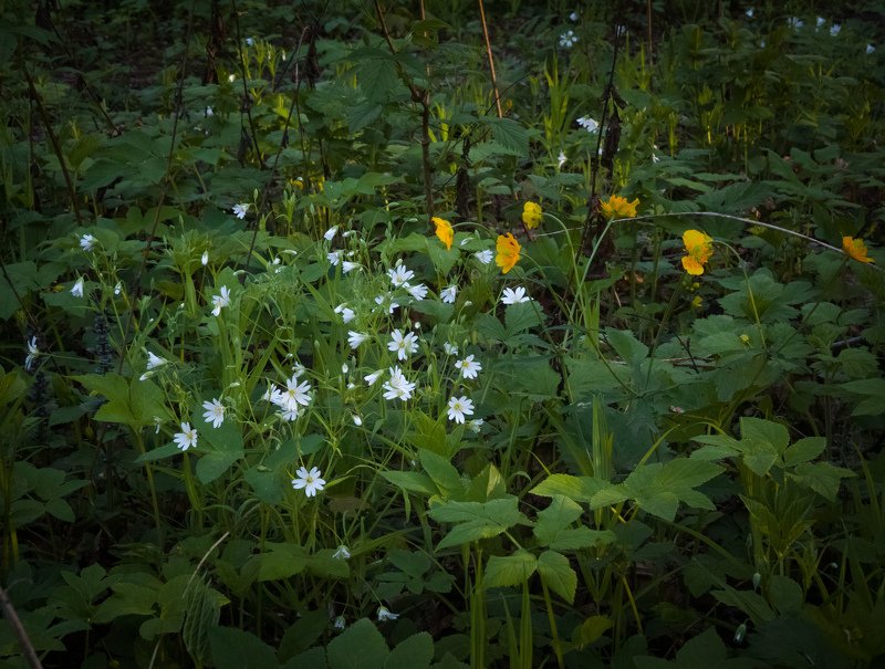 Молочная полянкаphoto preview