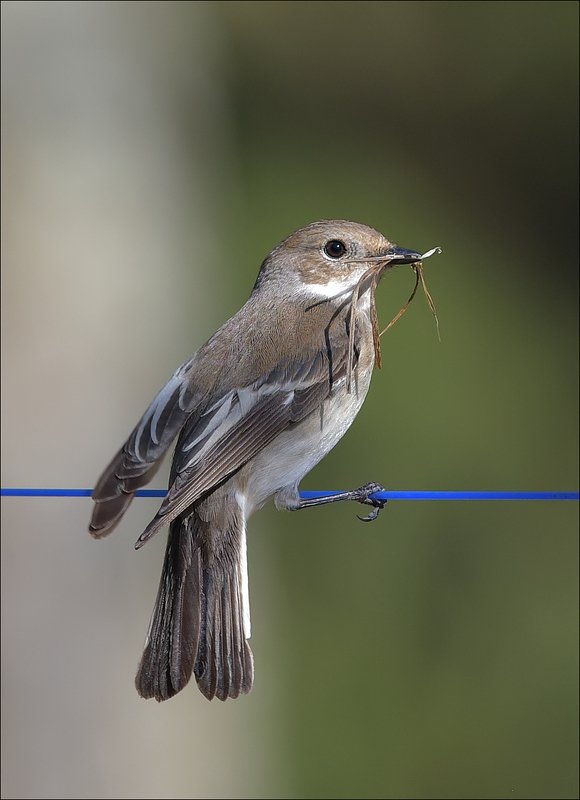 мухоловка-пеструшка Всё в дом...photo preview