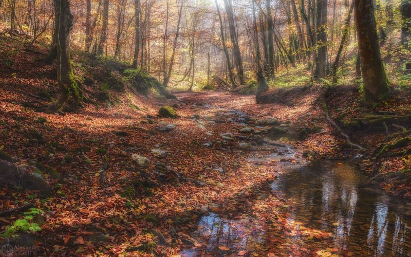 Утро на лесной авеню...photo preview