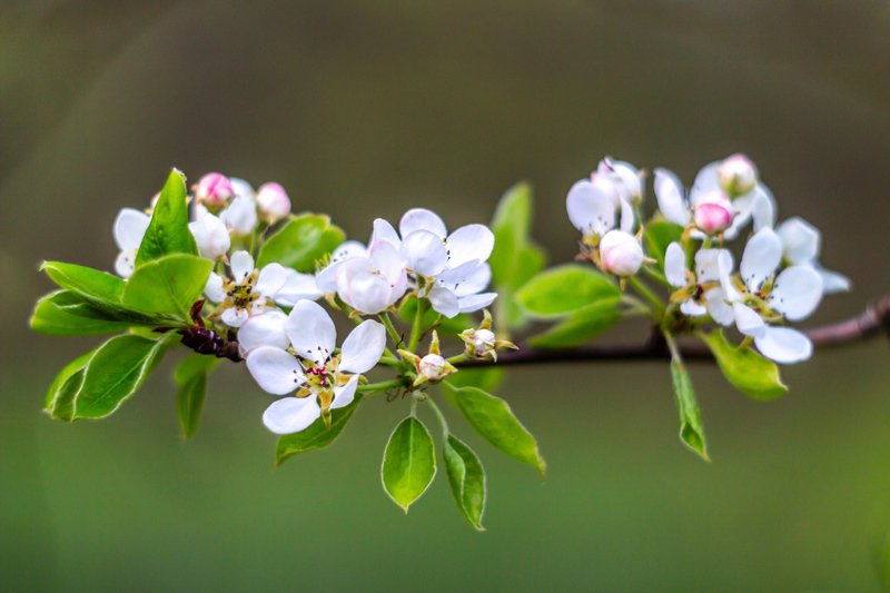 цветы, весна photo preview