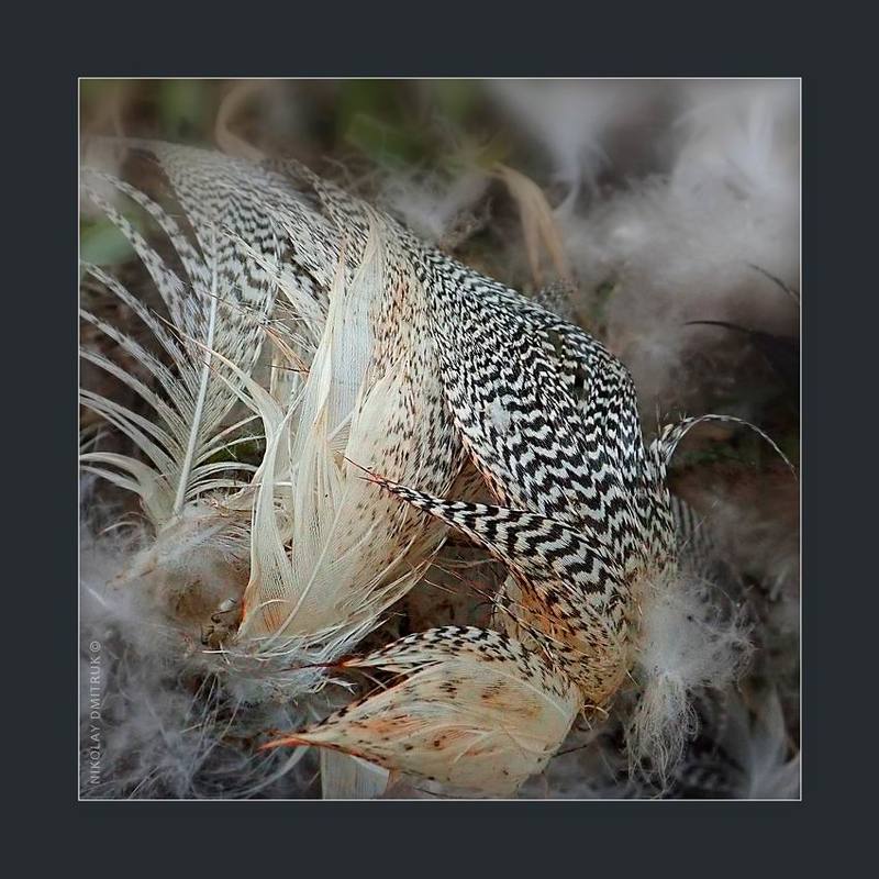 макро охота. 08. 05. 2020.photo preview