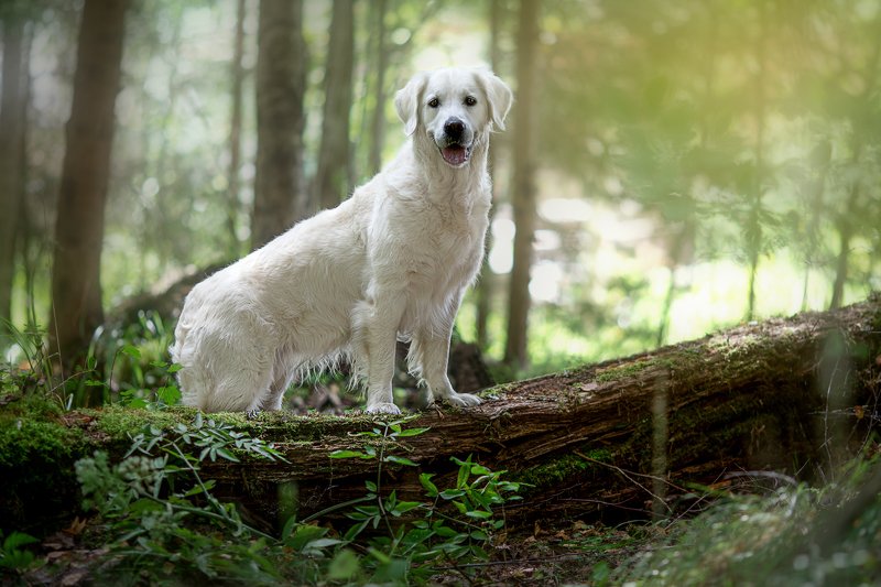 В лесуphoto preview