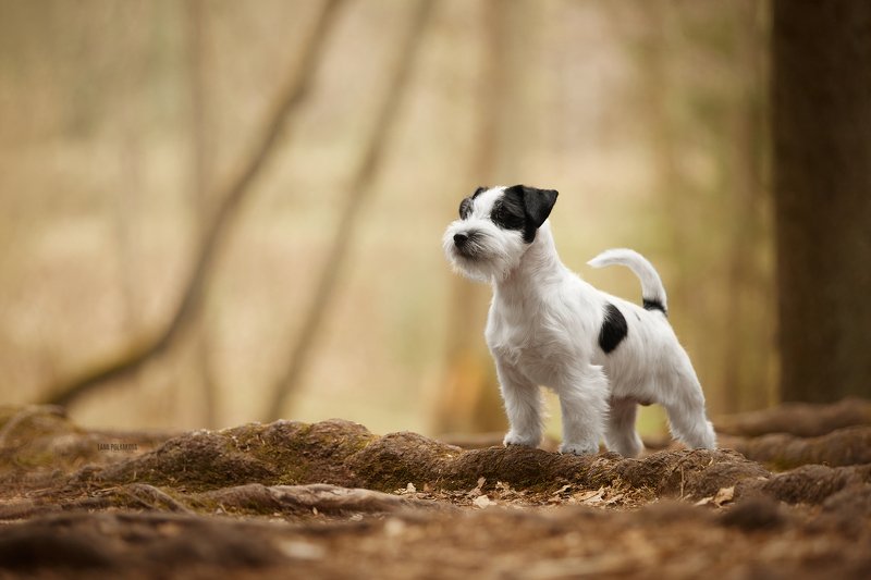 собака, анималист, природа Впереди новые открытия...photo preview