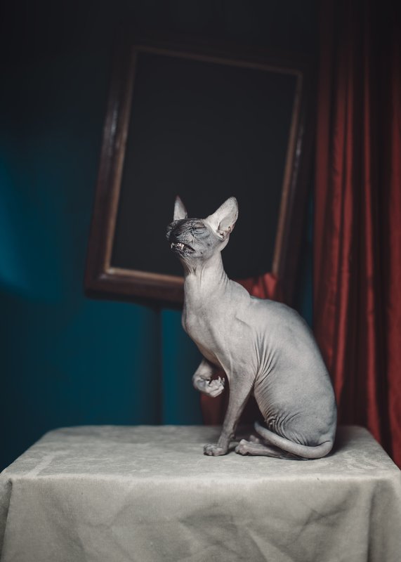 Сфинкс, искусство, арт, натюрморт, картина Сфинкс и современное искусствоphoto preview