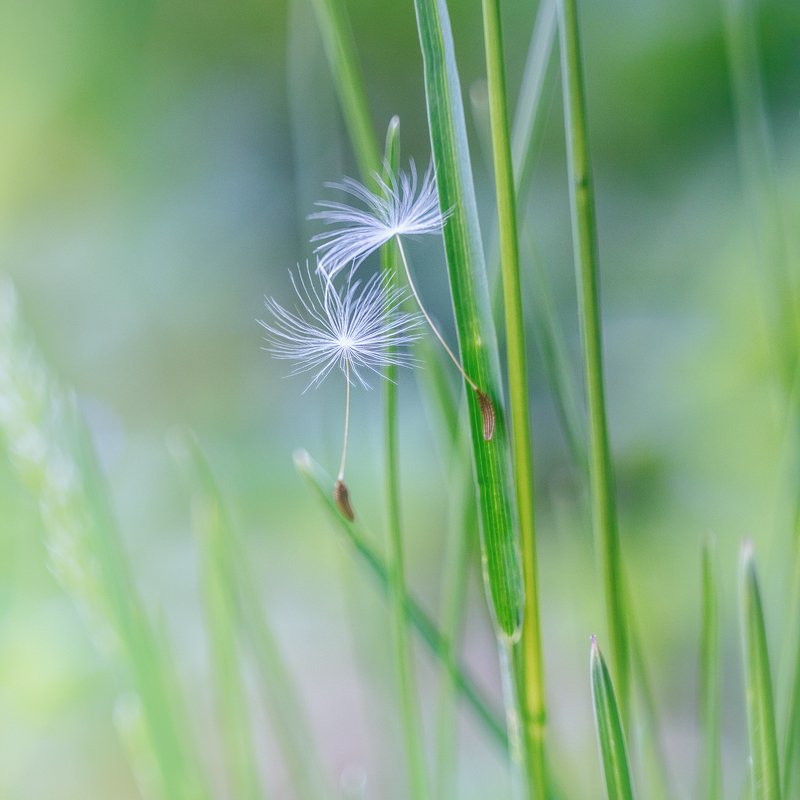 helios-44m, manual lens, мануальная оптика, macro, макро, beautiful, красивый, moment, момент, nature, природа, spring, весна, весенний, blade of grass, травинка, dandelion, одуванчик, parachute, парашютик, Ни шороха, ни звука...photo preview