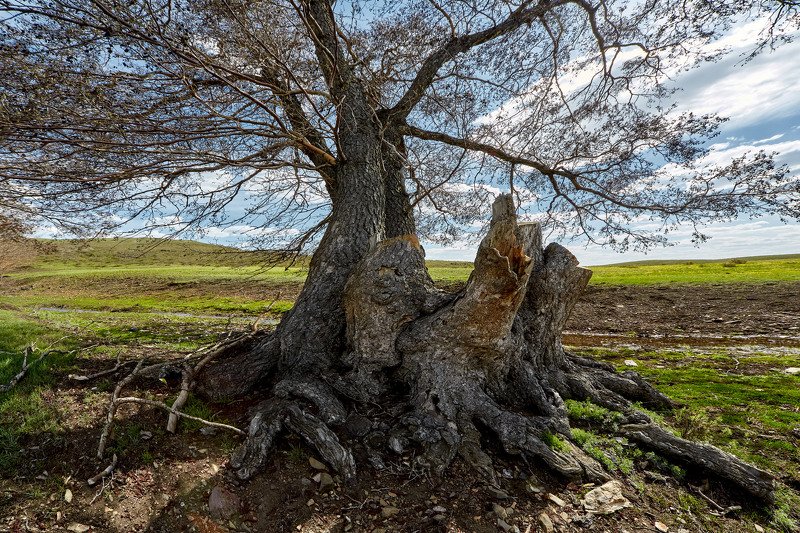 южный урал,оренбургская область, орск, новотроицк, Исполин фото превью