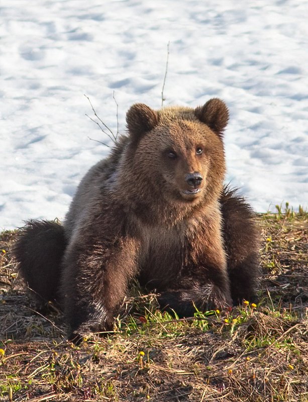 медведи,север,природа,коми,встреча,фото охота,весна,три медведя,печора,животные,хищники,bears, north, nature, komi, meeting, photo hunting, spring, three bears, pechora, animals, predators, Пестунphoto preview