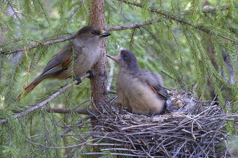 Кукшаphoto preview