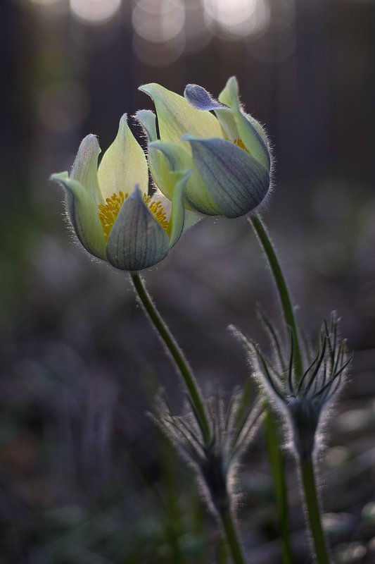 подс Нежникиphoto preview