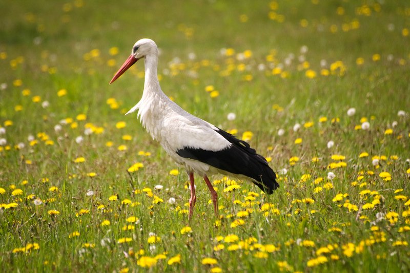 природа, поле, одуванчики, птицы, аист Аист фото превью