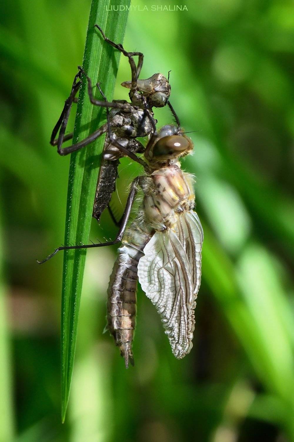 Перевоплощение. Автор: Людмила Шалина стрекоза, Людмила Шалина